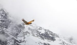 Bird, mountain, kea — 5 Different Things a Locksmith Can Do for You