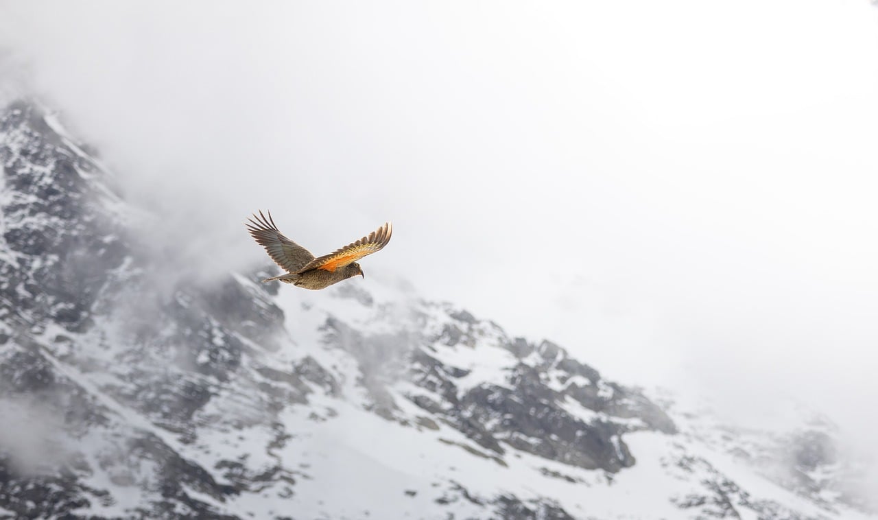 Bird, mountain, kea — 5 Different Things a Locksmith Can Do for You