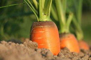 Carrot, growth, vegetables — A Comprehensive Guide to Purchasing Co-Codamol in the UK