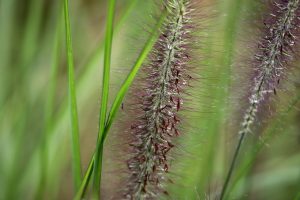 Lamp cleaning grass, grass flower, inflorescence — Discover the many benefits of working with a professional duct cleaning se