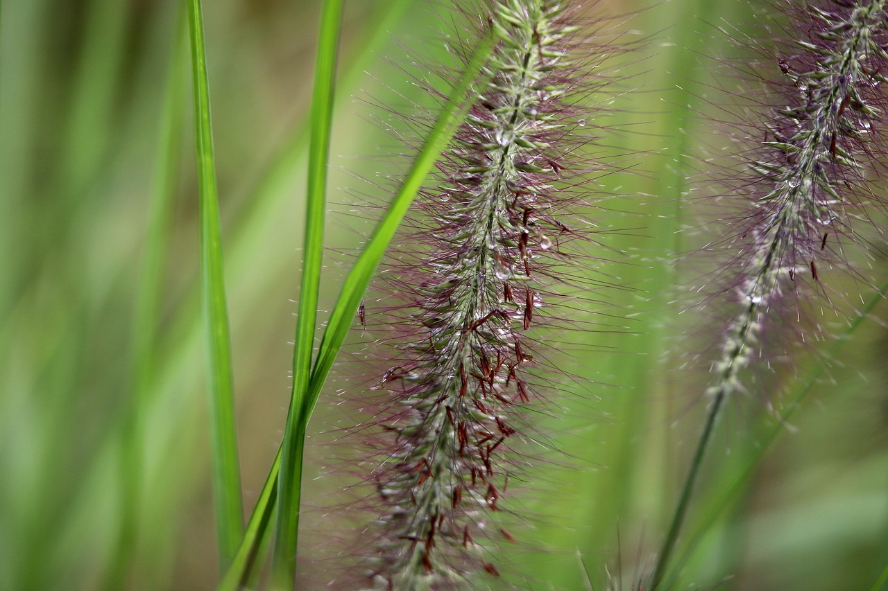 Lamp cleaning grass, grass flower, inflorescence — Discover the many benefits of working with a professional duct cleaning se