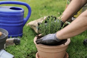 A gardener planting herbs in a terracotta pot with a watering can nearby on a sunny day. — DIY Landscaping - Getting Began