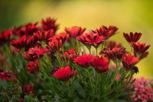 Flowers, gerbera, beautiful flowers — From Backyard to Boardroom: Creating Your Perfect Garden Office Space