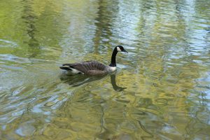 The body of water, nature, lake — Get the high-quality roofing services that you need