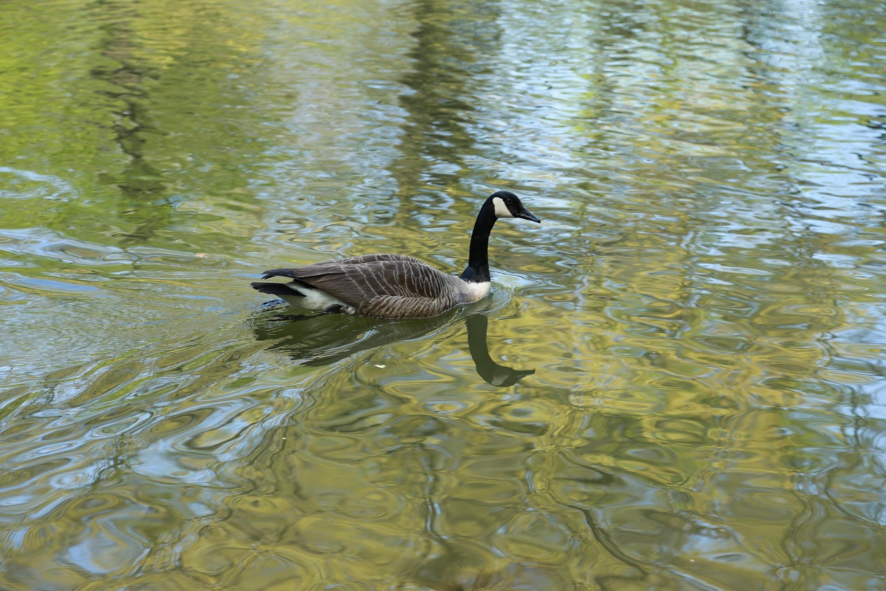 The body of water, nature, lake — Get the high-quality roofing services that you need