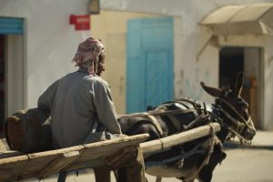 Tunisia, man, team — Great Choices if You Are Looking for Expert Landscaping Architect