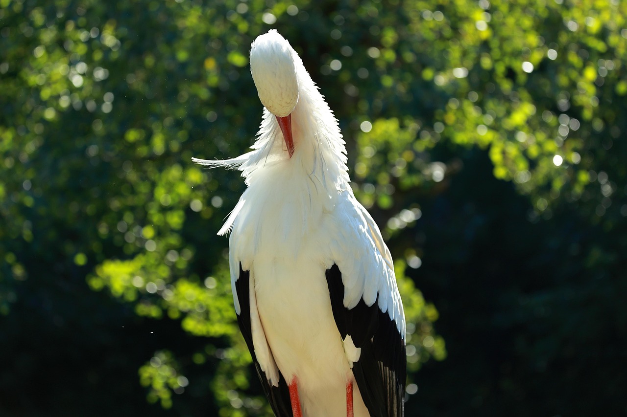 Stork, feathers, plumage — How During This Pandemic Times Your Cleaning Service Maintains Healthy Environment?