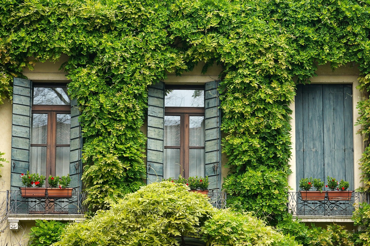 Window, ivy, shutter — Look for the cleaning companies and call them at your place