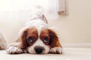 Cavalier king charles spaniel, puppy, nature — Protecting Your Health While Moving: Physical, Mental, Emotional