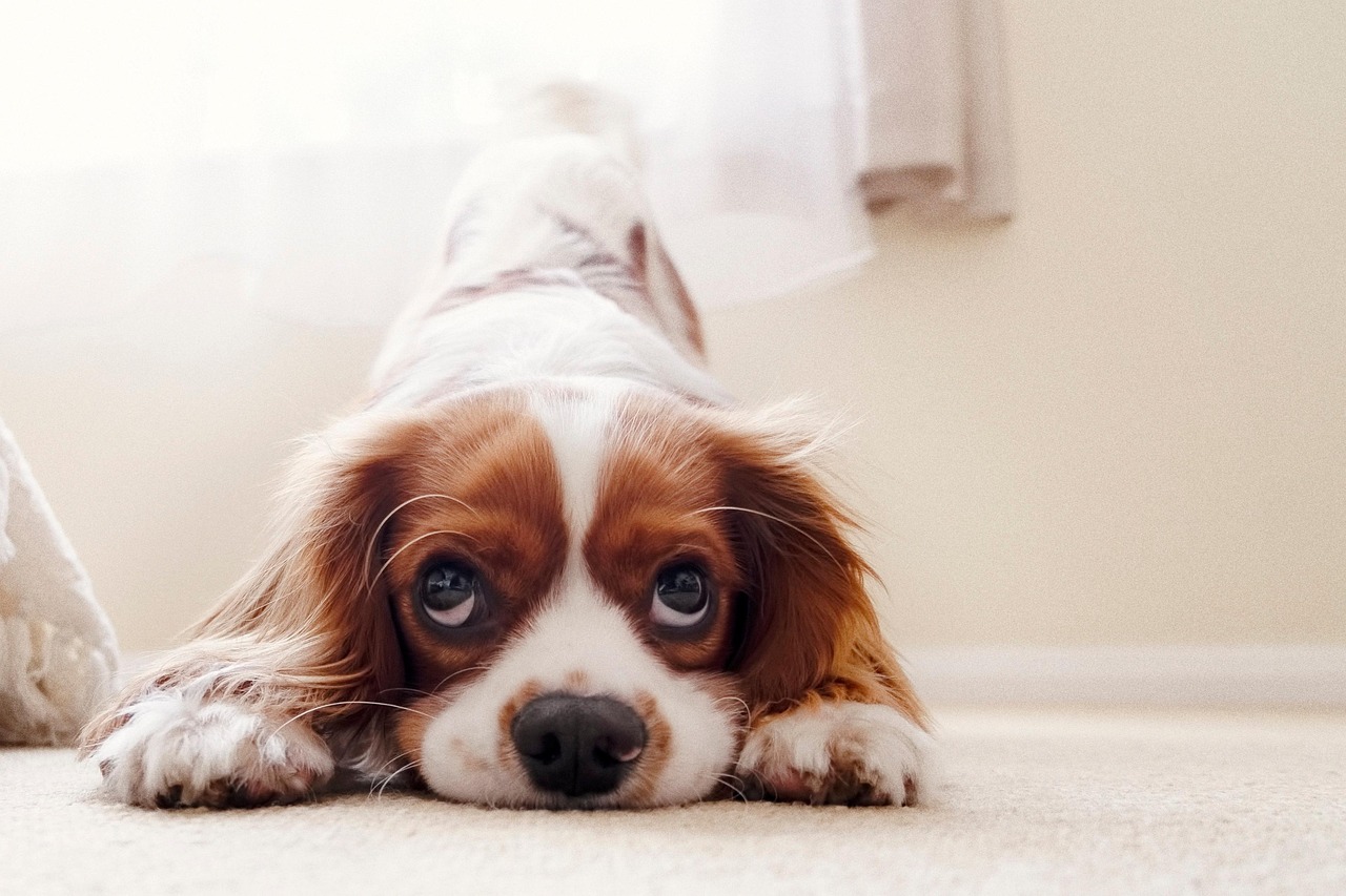 Cavalier king charles spaniel, puppy, nature — Protecting Your Health While Moving: Physical, Mental, Emotional