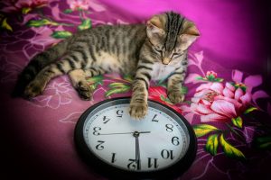 Sylvester, clock, animal — Questions To Ask Yourself Before Installing Cable Ramps