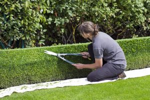 Box hedge topiary, shears, gardener — Reducing Landfill: A Look at Recyclable Materials in Residential Skips