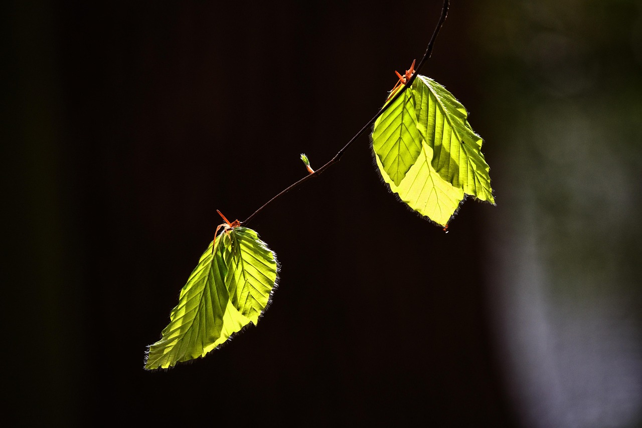 Leaf, foliage, twig — Get the Best Collagen Supplements to Enhance Your Digestive System Functioning
