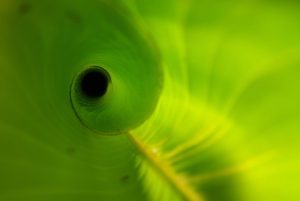 Heliconia leaf, unfurling, new — The Benefits of Investing in Turkey for a Passport