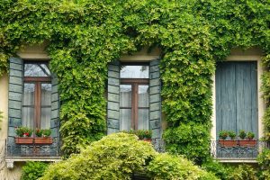 Window, ivy, shutter — The Benefits Of Outsourcing Janitorial Services From An Office Cleaning Company