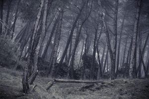 Woods, nature, cloud — WHAT ARE THE SIGNS OF WATER DAMAGE
