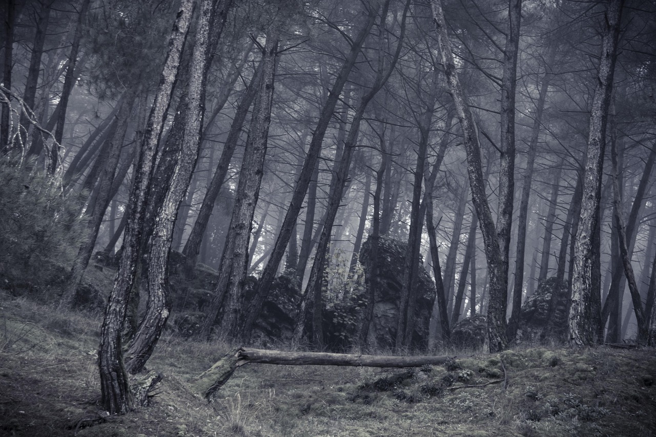 Woods, nature, cloud — WHAT ARE THE SIGNS OF WATER DAMAGE