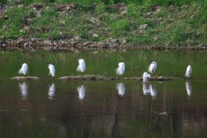 Common heron, stream, break — What is the Role of a Buyer's Home Inspector?