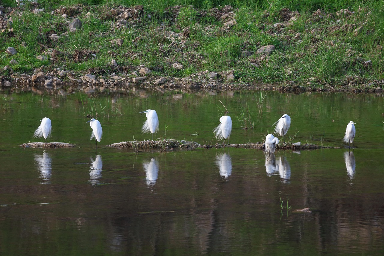 Common heron, stream, break — What is the Role of a Buyer's Home Inspector?